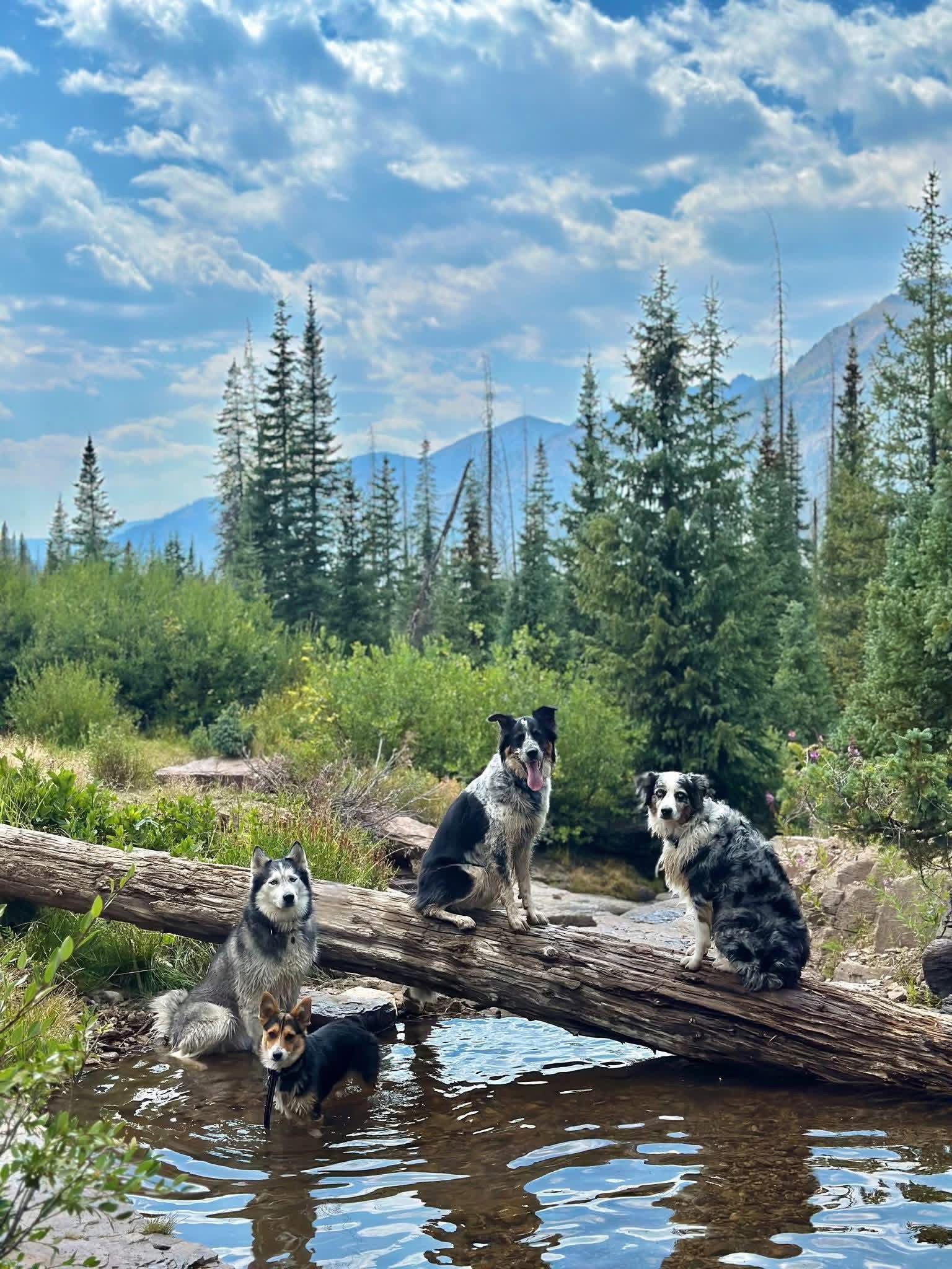 Building the Next Chapter of Tails Together